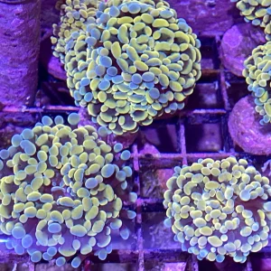 Frag - Hammer Molded Gold