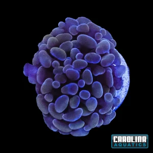 Frag - Hammer Ruby