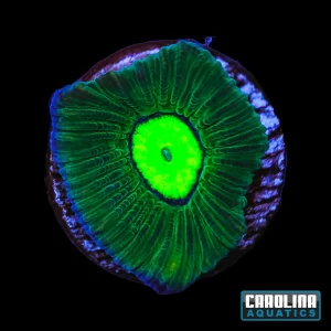 Frag - Nuclear Eye Gonastrea