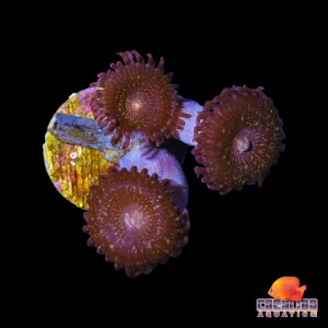 Frag - Pandora Zoanthid