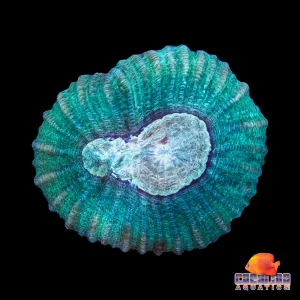 Frag - Pastel Moon Favia
