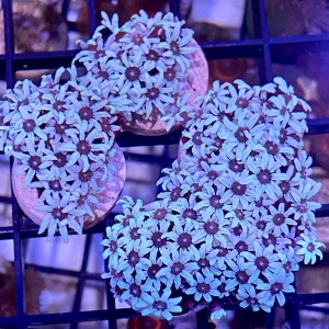 Frag - Pipe Organ “Fiji White”