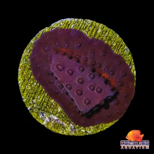 Frag - Rusty Cyphastrea