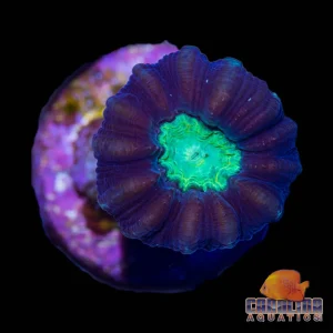 Frag - Single Head Maroon, Neon Mouth
