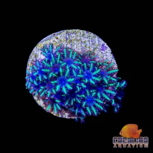 Frag - Sympodium Leather
