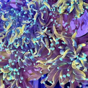 Frag - Touch of Green Gold Indo Torch
