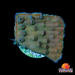 Frag - Turbinaria Reniformis Lg