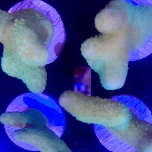 Frag - Yellow Branching Porites