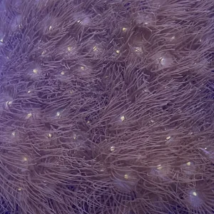 Frag - Yellow Colony Polyps