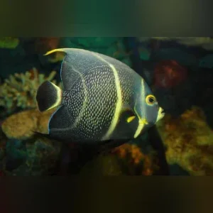French Angelfish (SEMI-AGGRESSIVE)