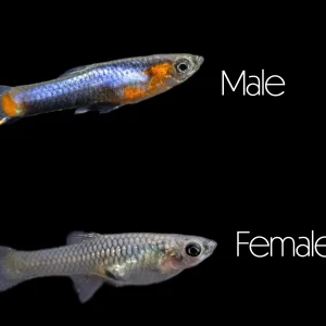 French Blue Star Endler’s Livebearer (Poecilia wingei), Locally Bred!