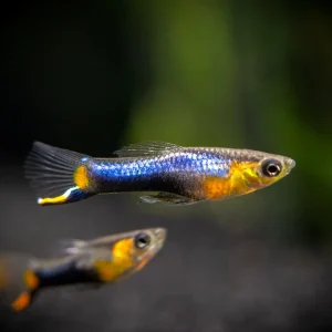 French Blue Star Endler’s Livebearer (Poecilia wingei) - Male, Tank-Bred