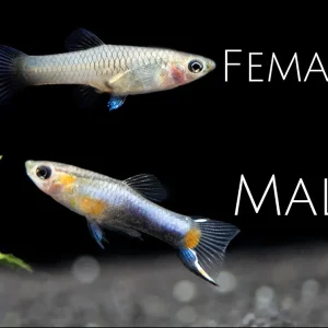 French Blue Star Endler’s Livebearer (Poecilia wingei), Tank-Bred!