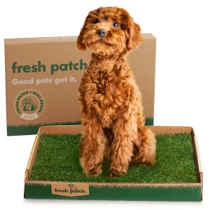 Fresh Patch Real Grass Dog Potty - Standard 16" x 24" Disposable Puppy Pee Pad