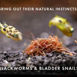 Freshwater Live Food Variety Pack – Blackworms & Bladder Snails