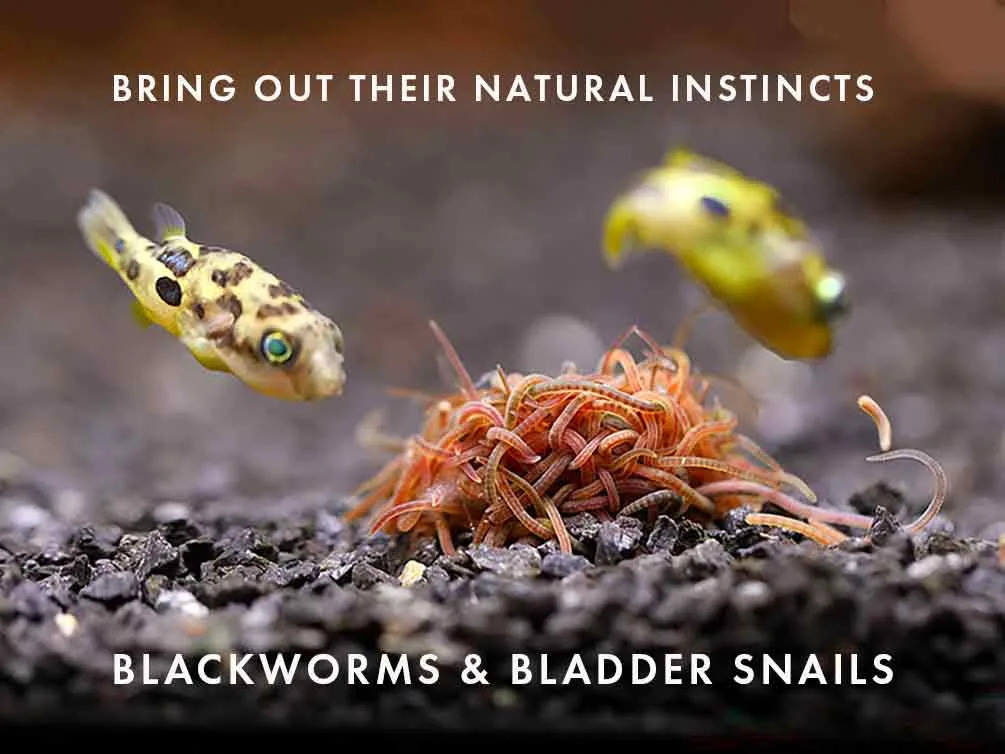 Freshwater Live Food Variety Pack – Blackworms & Bladder Snails