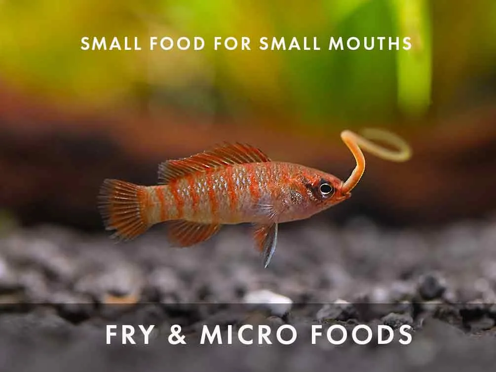 Freshwater Live Food Variety Pack – Fry and Micro Foods