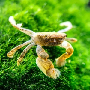 Freshwater Pom Pom Crab (Ptychognathus barbatus)