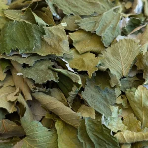 Fruit Leaf Forage |New