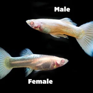 Full Platinum Albino Guppy, (Poecilia reticulata var. "Full Platinum Albino") - Tank-Bred!