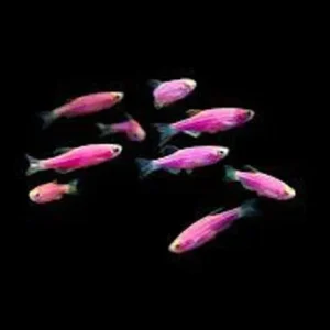 Galactic Purple Glo Danio