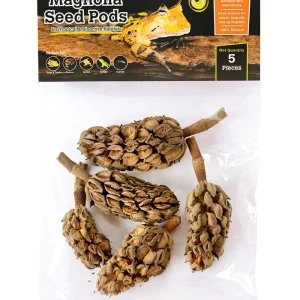 Galapagos Natural Magnolia Seed Pods 5 pk