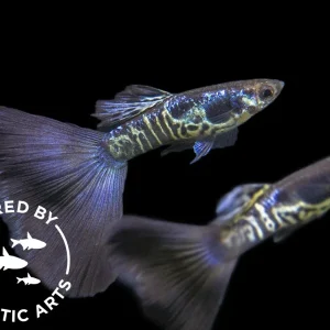 Galaxy Blue Tail Guppy (Poecilia reticulata), Aquatic Arts Bred!