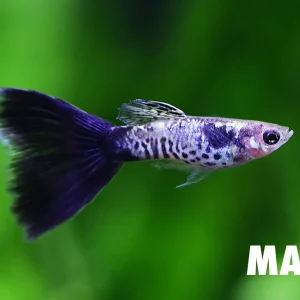 Galaxy Blue Tail Guppy (Poecilia reticulata) - Tank Bred