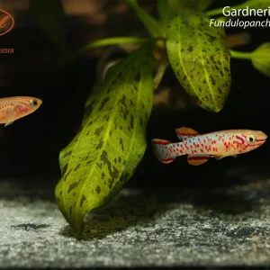Gardneri Killifish