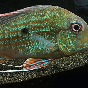 Geophagus abalios
