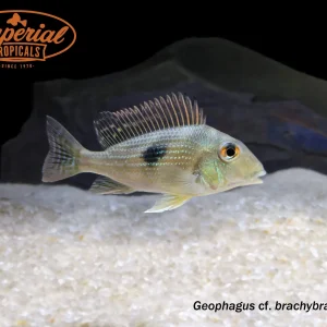 Geophagus cf. brachybranchus