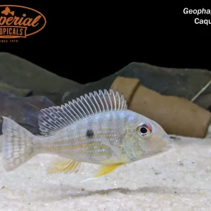 Geophagus sp. Caqueta