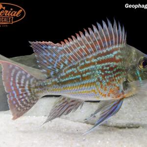 Geophagus sveni