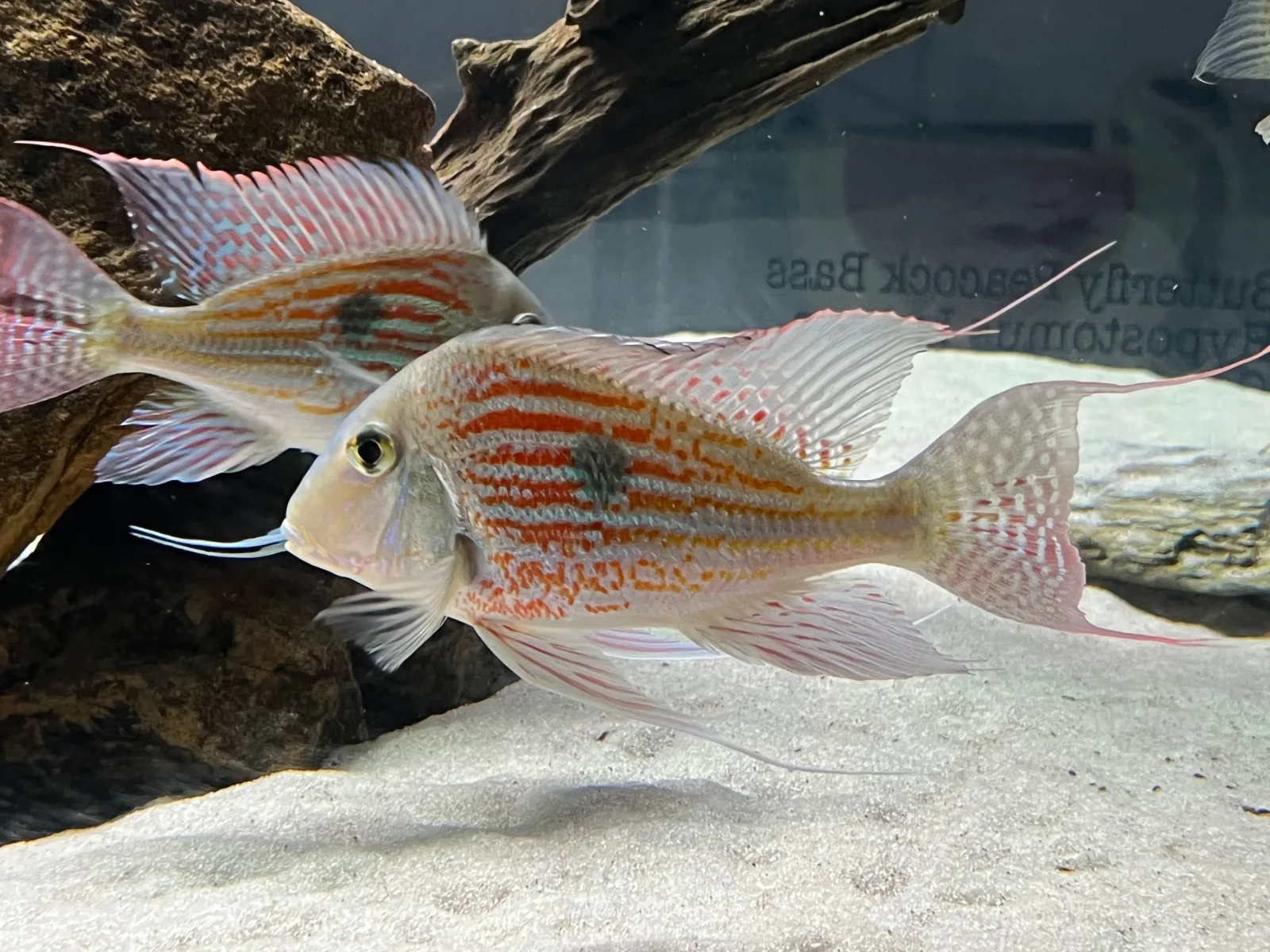 Geophagus sveni - Image 2