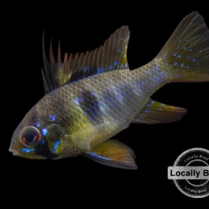 German Black Ram Dwarf Cichlid (Mikrogeophagus ramirezi) - Locally Bred!