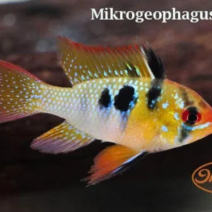 German Blue Ram