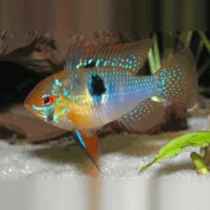 German Blue Ram