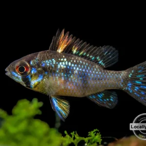 German Blue Ram Dwarf Cichlid (Mikrogeophagus ramirezi) - LOCALLY BRED!!!