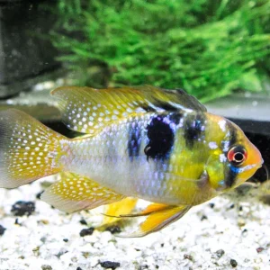 German Blue Ram Dwarf Cichlid (Mikrogeophagus ramirezi) - Tank-Bred!
