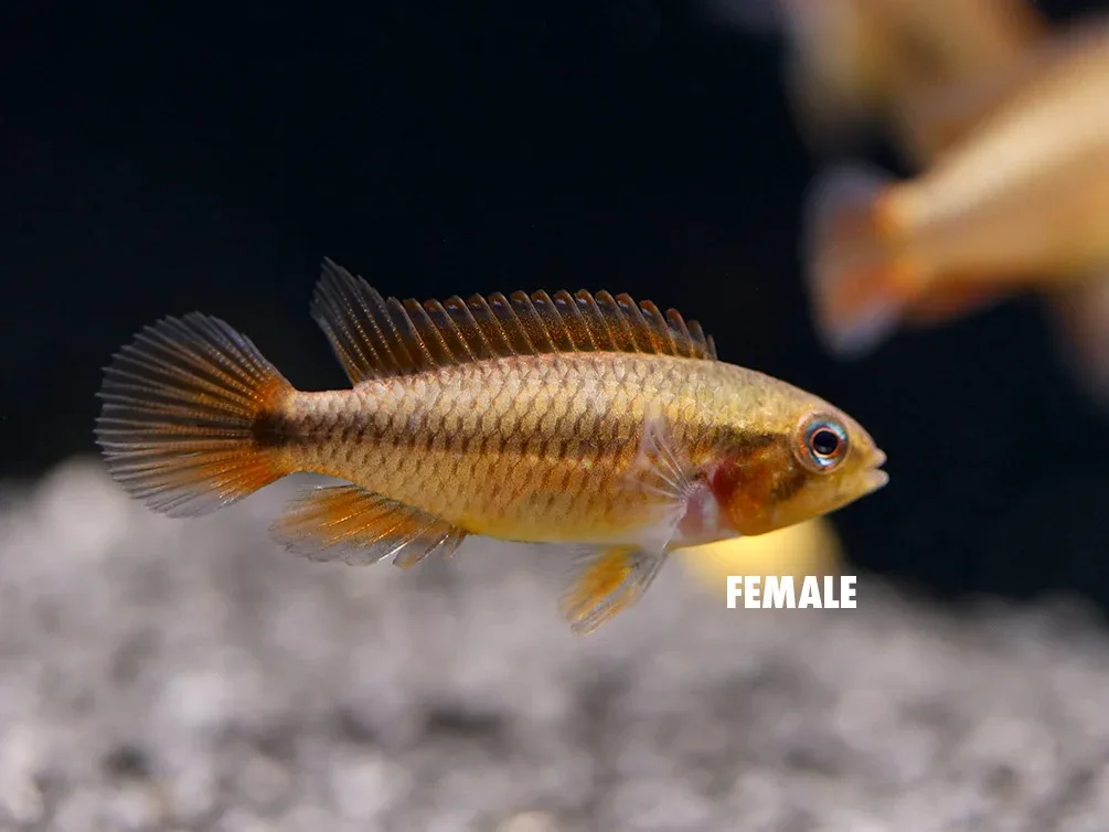 German Blue Redtail Agassizi Dwarf Cichlid (Apistogramma agassizi) - TANK-BRED! - Image 2