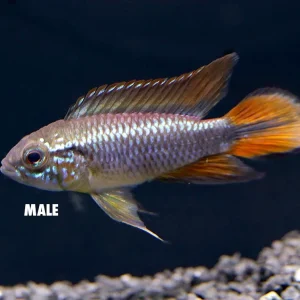 German Blue Redtail Agassizi Dwarf Cichlid (Apistogramma agassizi) - TANK-BRED!