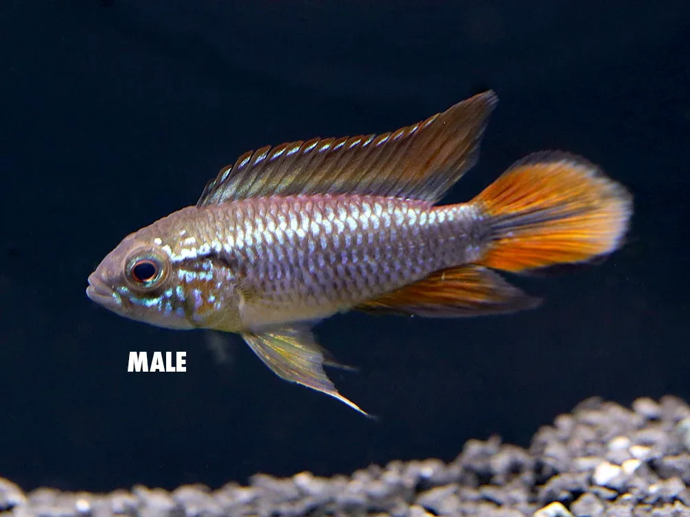 German Blue Redtail Agassizi Dwarf Cichlid (Apistogramma agassizi) - TANK-BRED!