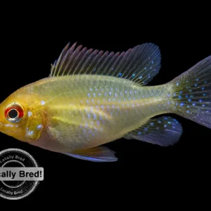 German Gold Ram Dwarf Cichlid (Mikrogeophagus ramirezi var. "Gold"), Locally Bred
