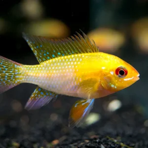 German Gold Ram Dwarf Cichlid (Mikrogeophagus ramirezi var. "Gold") - Tank-Bred!