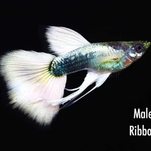 German Tuxedo Guppy (Poecilia reticulata) - Tank Bred