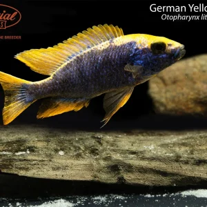 German Yellow Blaze