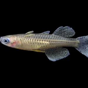 Gertrude’s Spotted Blue Eye Rainbowfish (Pseudomugil gertrudae), Tank-Bred