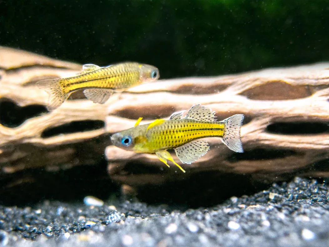 Gertrude’s Spotted Blue Eye Rainbowfish (Pseudomugil gertrudae), Tank-Bred - Image 2