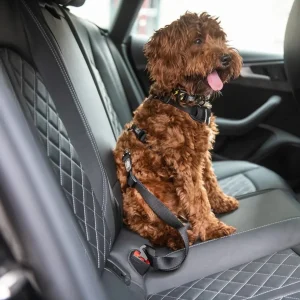 GF Pet Seat Belt Tether Black