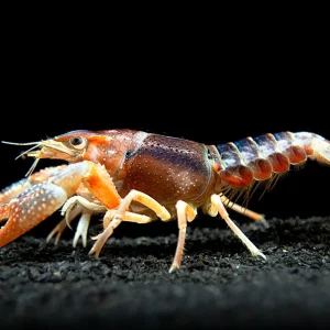 Ghost Crayfish (Procambarus clarkii var. "Ghost") - Tank-Bred!
